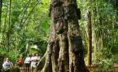 Wisatawan mengamati kuburan untuk bayi yang diletakan di pohon di Kambira, Sangalla, Tana Toraja, Sulsel, Minggu (3/8). Kuburan pohon yang diperkirakan berusia sekitar 350 tahun itu oleh masyarakat Toraja kepercayaan Aluk Todolo meyakini bayi yang meninggal belum tumbuh gigi dianggap suci sehingga dikuburkan di pohon tarra agar rohnya mencapai puya atau surga. ANTARA FOTO/Sahrul Manda Tikupadang/ss/Spt/14